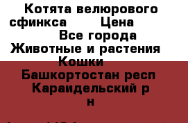 Котята велюрового сфинкса. .. › Цена ­ 15 000 - Все города Животные и растения » Кошки   . Башкортостан респ.,Караидельский р-н